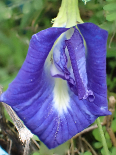 Blue Pea