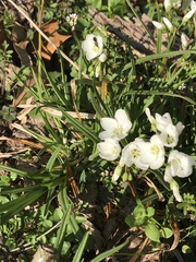 Allium neapolitanum