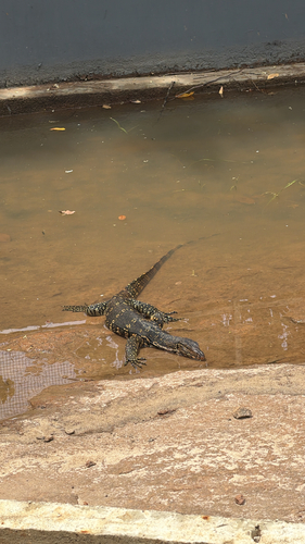 Common Water Monitor