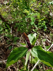 Trillium viridescens