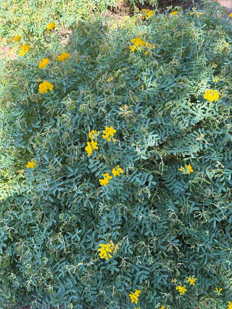 Hippocrepis balearica (Hippocrepis balearica)