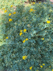 Hippocrepis balearica
