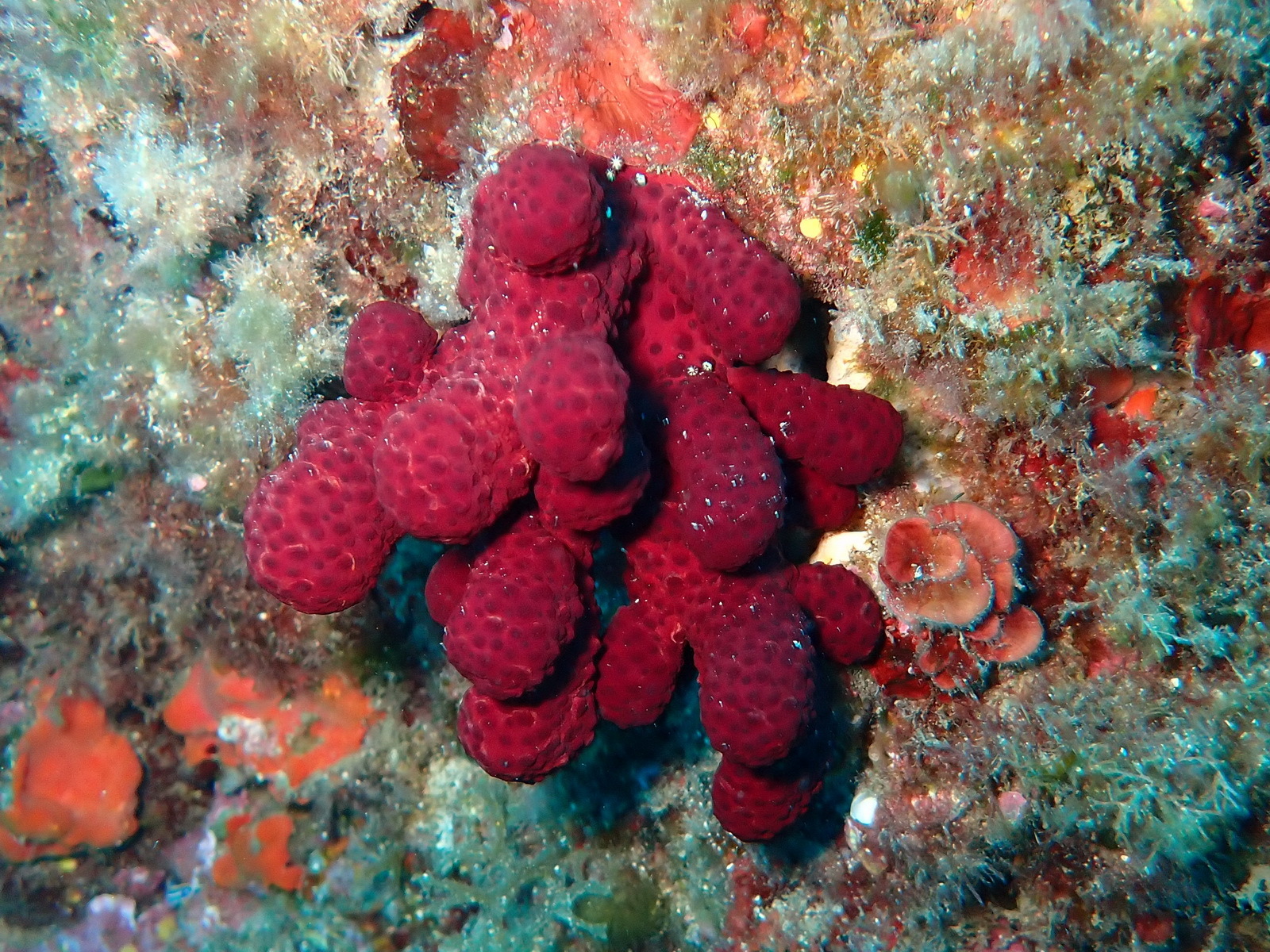 Alcyonium acaule Marion, 1878