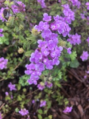 Lantana montevidensis
