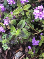 Lantana montevidensis
