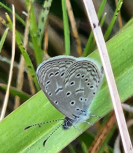 Tiny Grass Blue