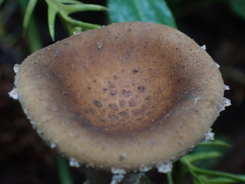 Pleurotus tuber-regium observed 2026-05-16