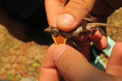 Anolis mccraniei