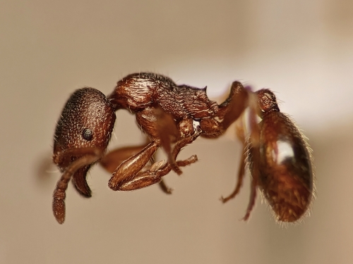 Stenamma punctatoventreStenamma punctatoventre