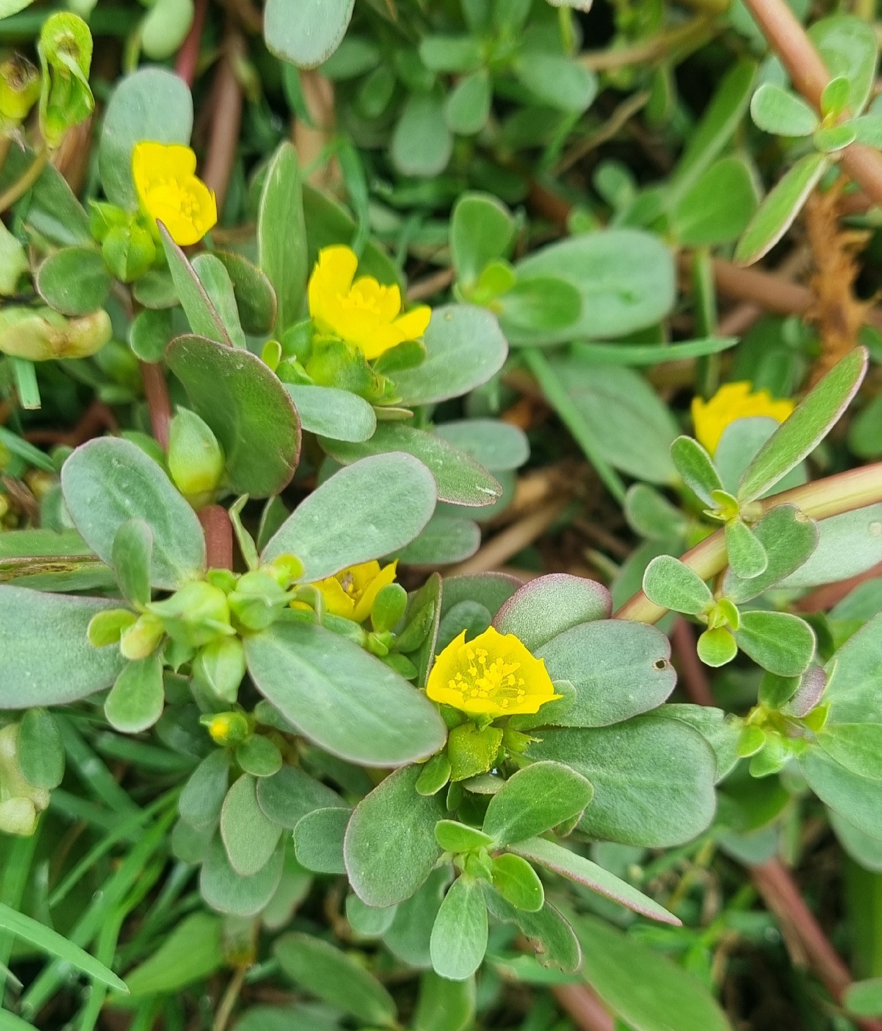 Portulaca oleracea (Portulaca oleracea)