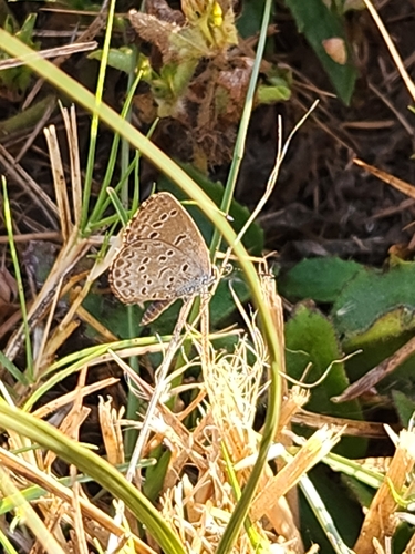 African Clover Blue