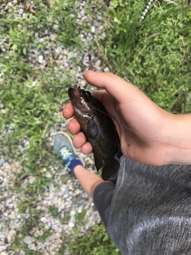Mud sunfish (Acantharchus pomotis) — Centrarchidae