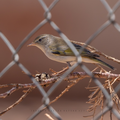 Western Bonelli's Warbler