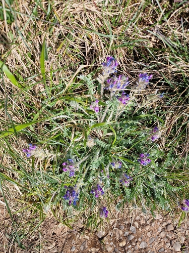 Oxytropis halleri, photograph 3