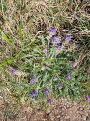 Oxytropis halleri, photograph author not stated, no rights reserved