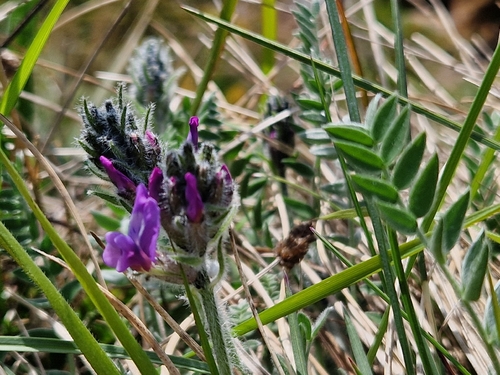 Oxytropis halleri, photograph 4