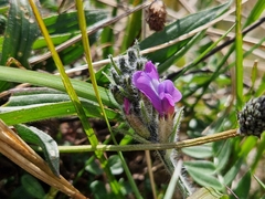 Oxytropis halleri, photograph author not stated, no rights reserved