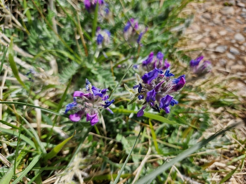 Oxytropis halleri, photograph 6