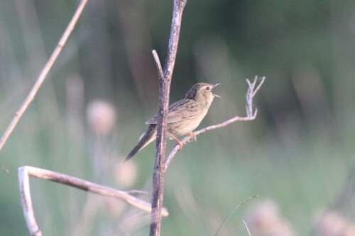 Common Grasshopper Warbler (Locustella naevia), photo 5