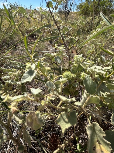 Triumfetta appendiculata