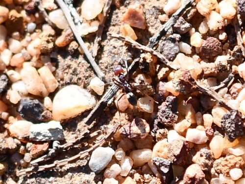 Southern Meat Ant