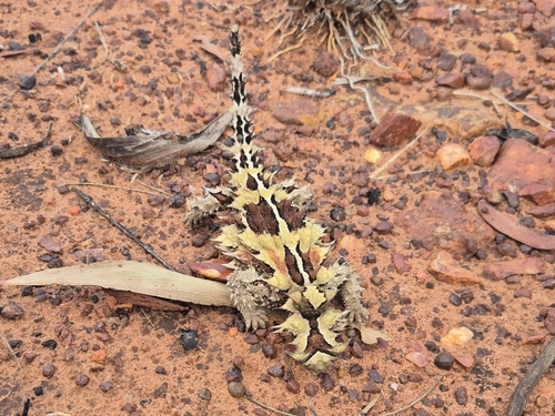 Thorny Devil
