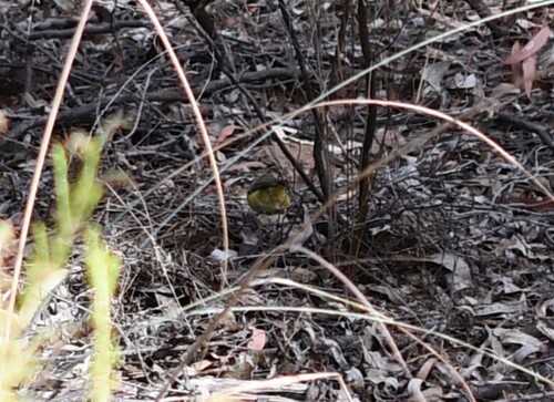 Buff-rumped Thornbill