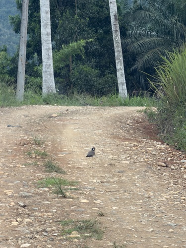 Red-wattled Lapwing