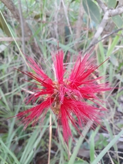 Calliandra dysantha