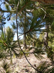 Pinus strobiformis