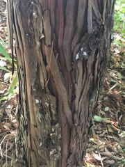 Callitris macleayana