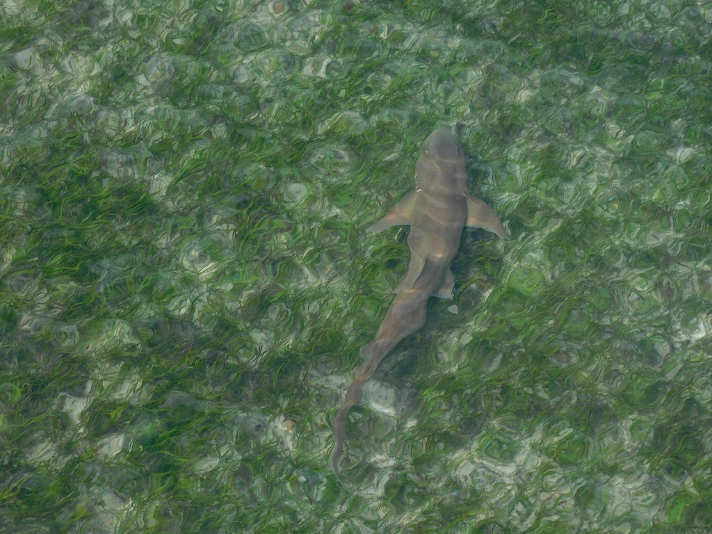 Small brownbanded bamboo shark swimming over seagrass in shallow water