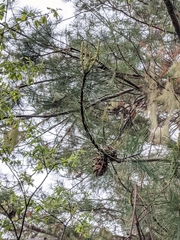 Pinus morrisonicola