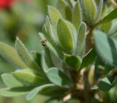 Xysticus californicus