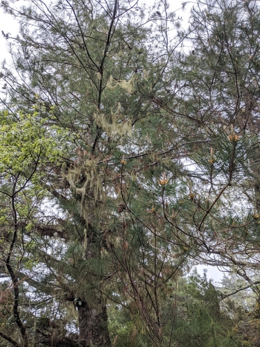 Image of Pinus morrisonicola by (c) Cheng-Te Hsu, some rights reserved (CC BY)