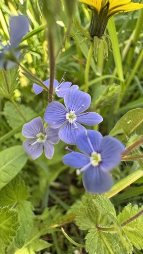 Germander Speedwell