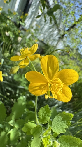 Greater celandine