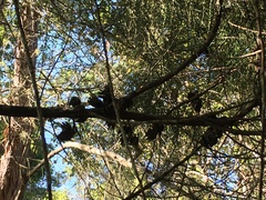 Callitris macleayana