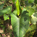 Alocasia scabriuscula N.E.Br.