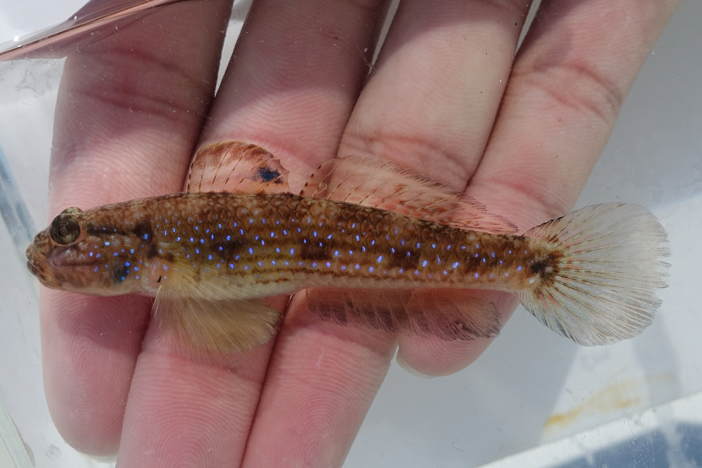 Striped Sandgoby