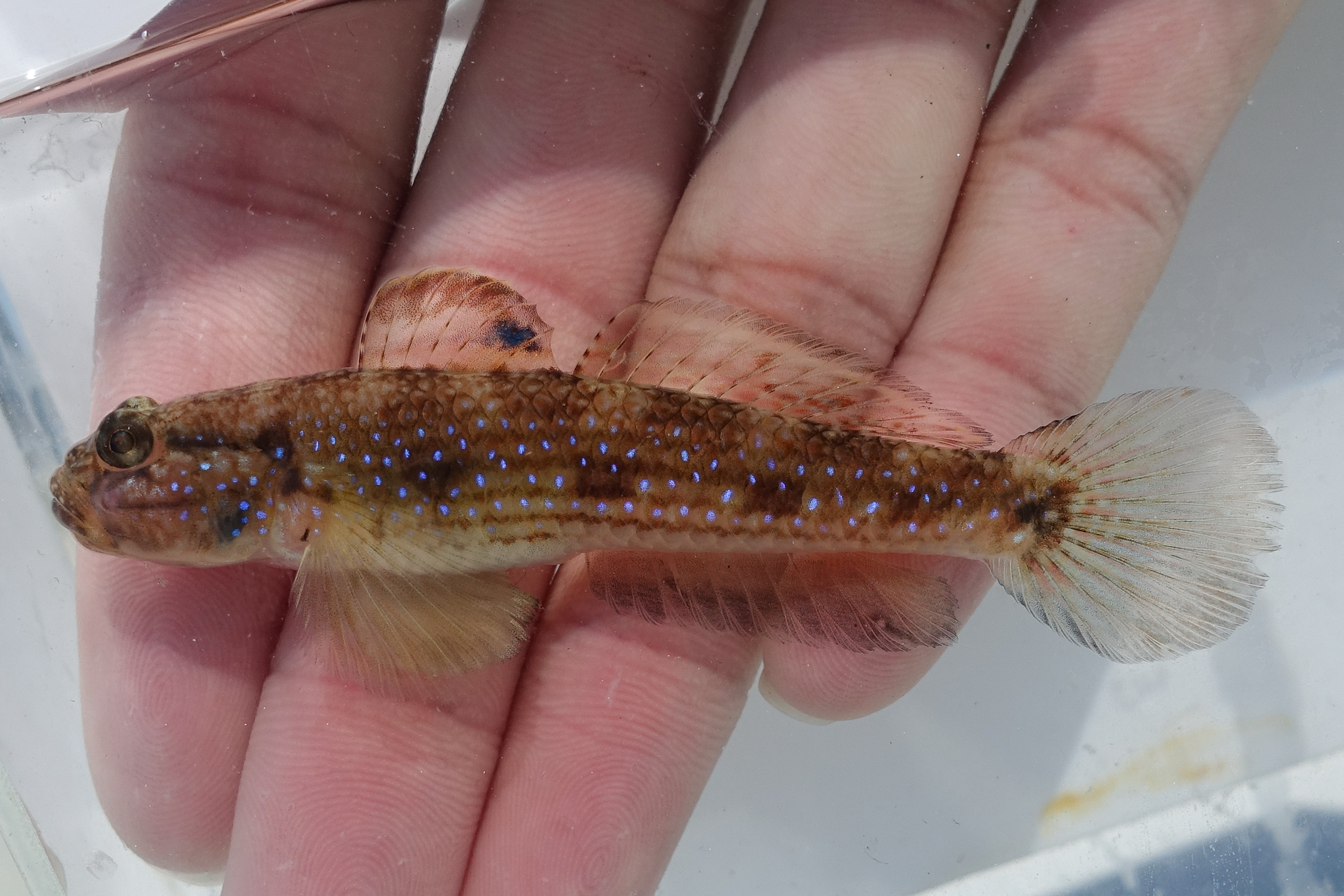 Striped Sandgoby photo 4