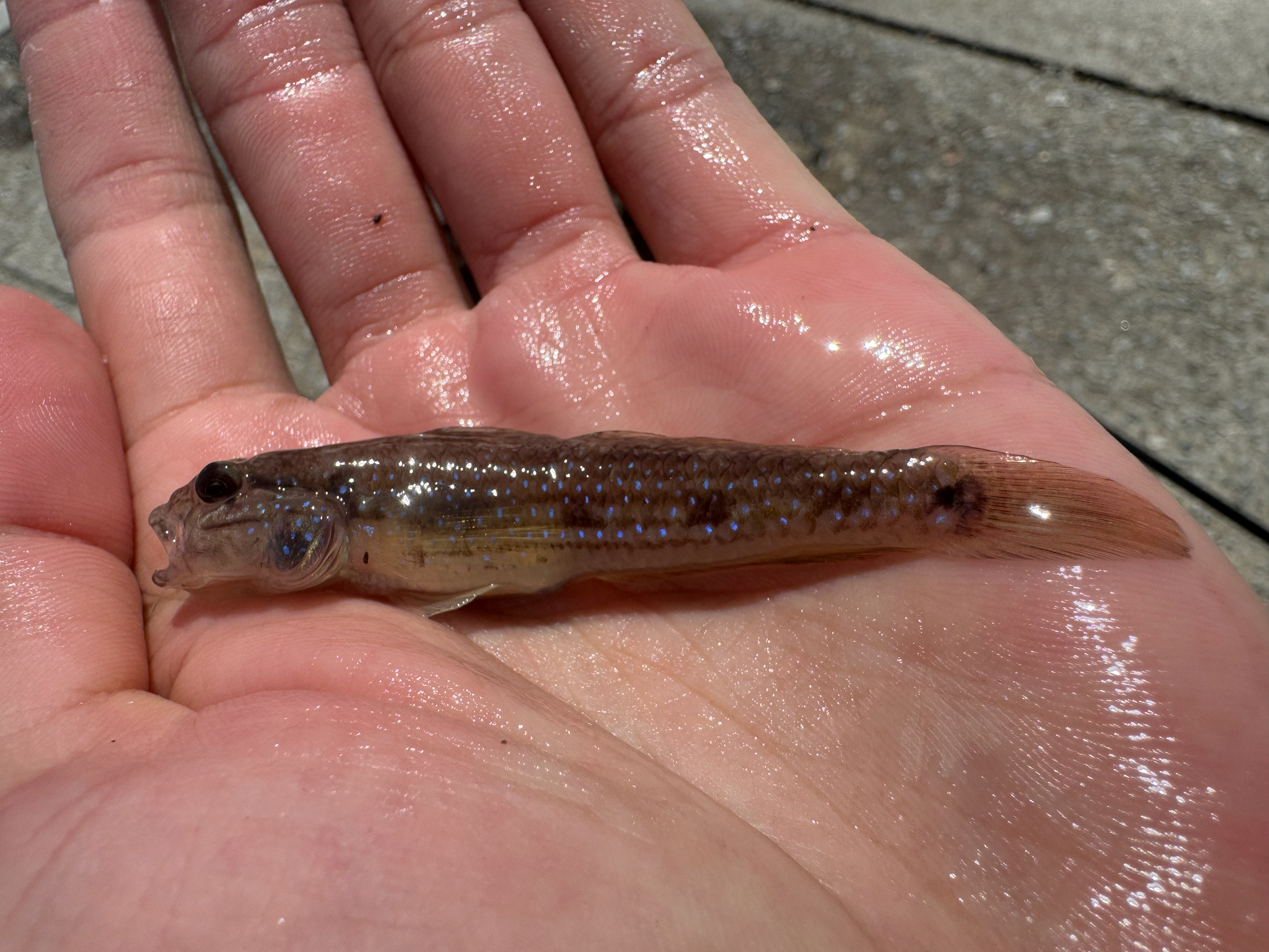 Striped Sandgoby photo 5