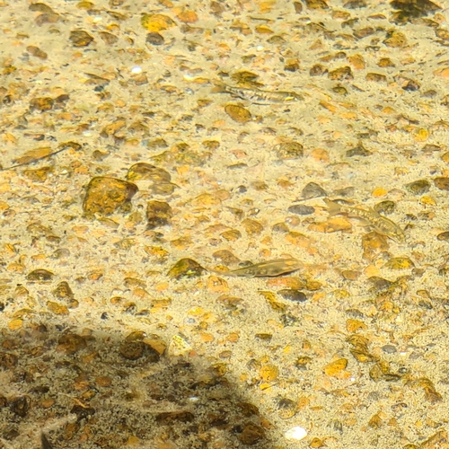 Oman Garra