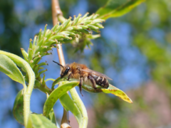 Andrena barbilabris