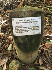 Callitris macleayana