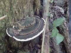 Hornodermoporus martius