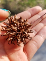 Liquidambar styraciflua