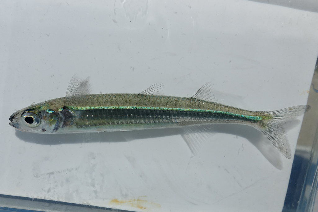 Japanese silverside (Hypoatherina tsurugae) — Atherinidae