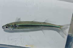 Cobalt Silverside photo 1