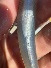 Cobalt Silverside photo 2